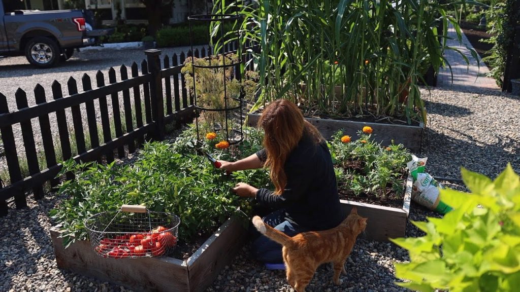 Raised Bed Vegetable Garden Tour & Maintenance! 🌽🌿🍅 // Garden Answer
