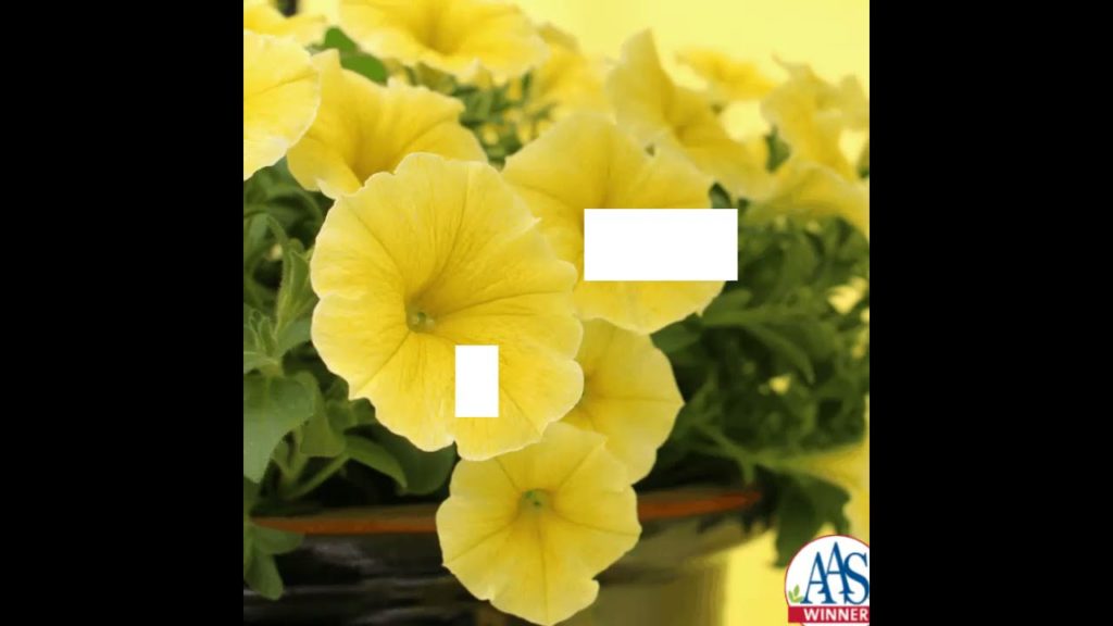 Pretty Yellow Petunia - Bee's Knees