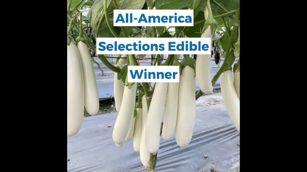 White Eggplant - Icicle