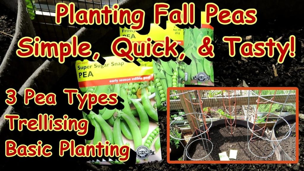 Basics for Planting Fall Peas in August:  Varieties, Soil Setup, Planting Depth, Trellising & More!