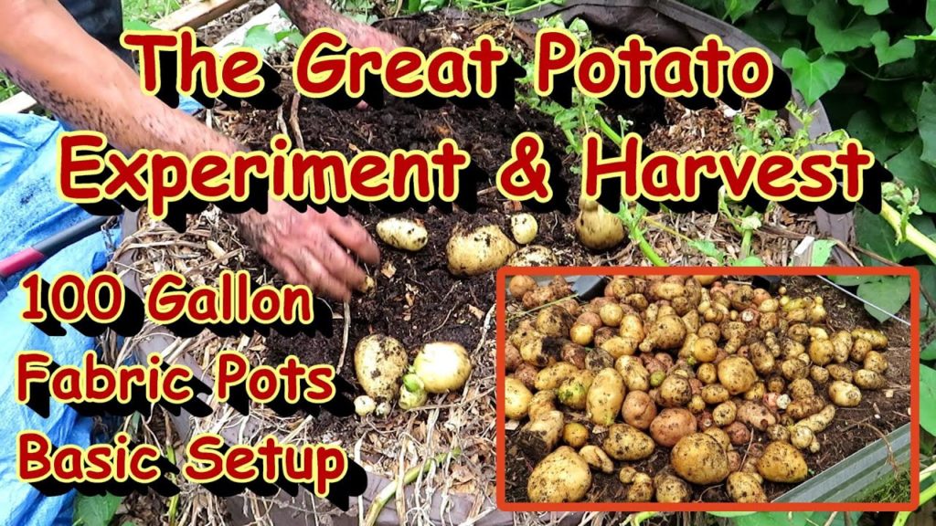 My Potato Harvest from Two 100 Gallon Fabric Pots: Full Harvest, Basic Setup, Little Space Needed