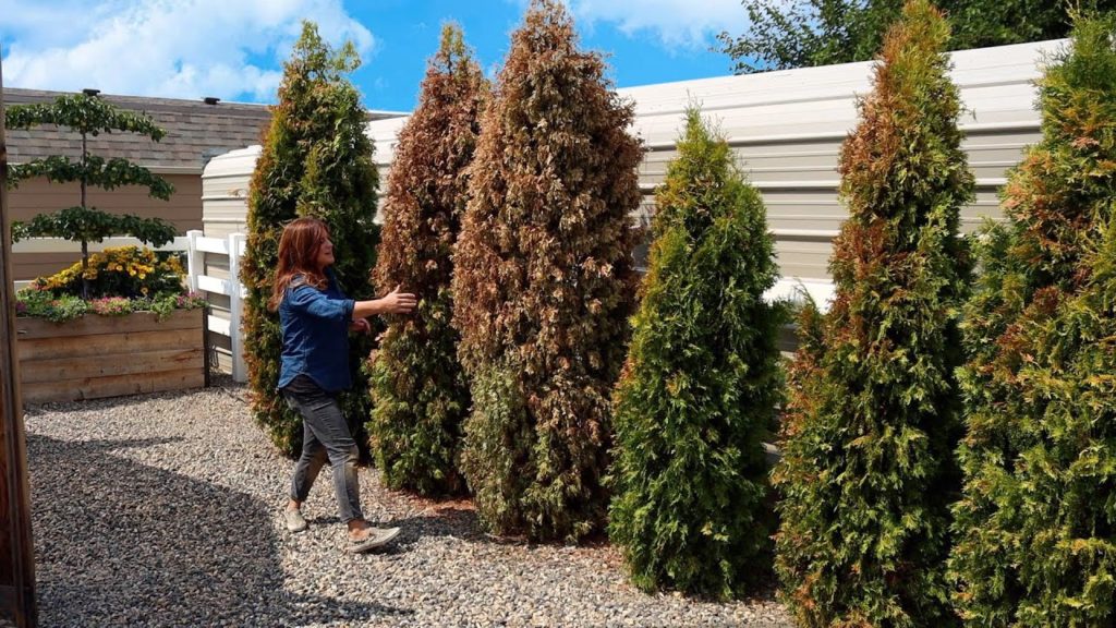 Garden Answer: 8 Garden Fails This Year! 🤦♀️🥴🤷♀️ // Garden Answer 8 Garden Fails This Year! 🤦♀️🥴🤷♀️ // Garden Answer