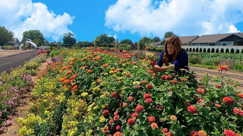 Cutting Flowers & Planting More Fall Crops! 🌸✂️🥬 // Garden Answer