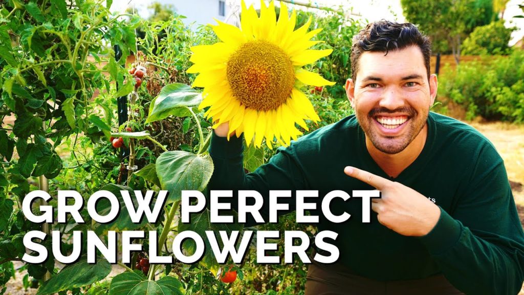 Epic Gardening: How to Grow Sunflowers Successfully At Home 🌻 How to Grow Sunflowers Successfully At Home 🌻