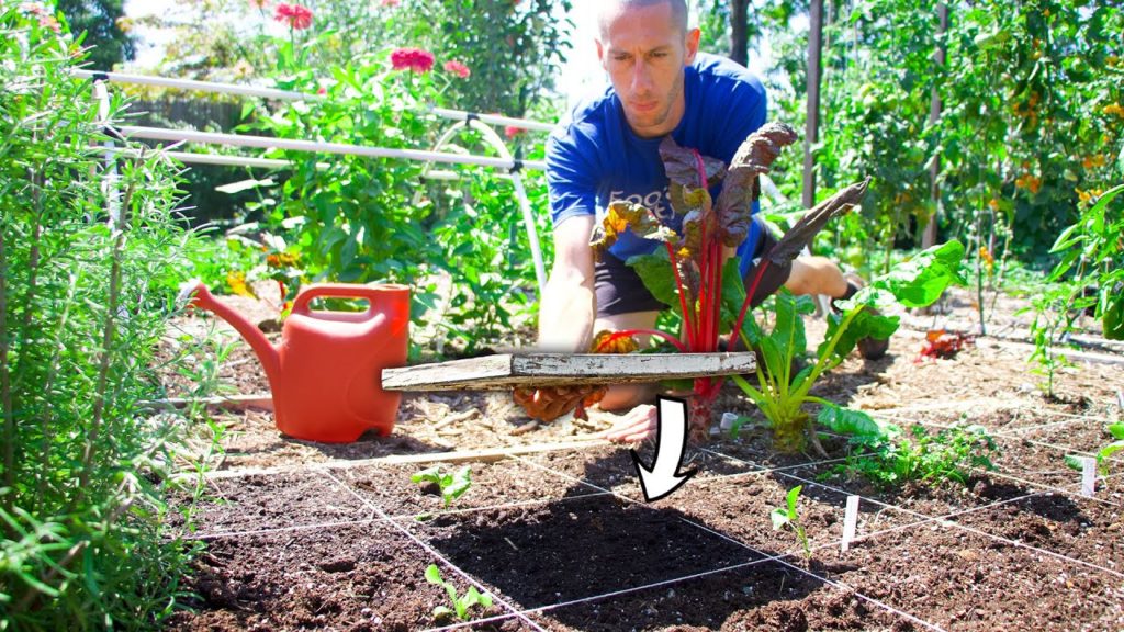 James Prigioni: 5 Tips and Tricks for Planting a Fall Garden 5 Tips and Tricks for Planting a Fall Garden