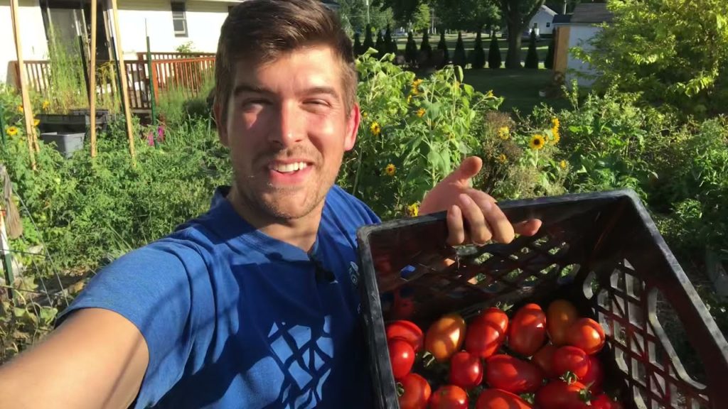 I Was Called CRAZY For Planting Tomatoes In August