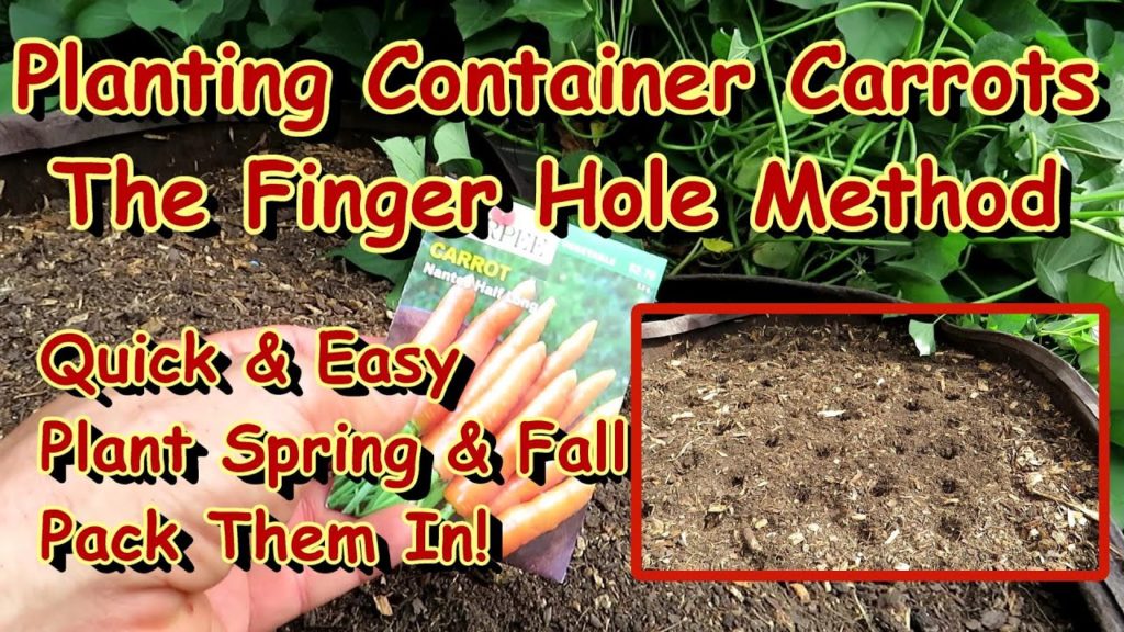 Gary Pilarchik: All the Steps for Planting Carrots in Fabric Pots & Containers: Plant in August for a Fall Harvest All the Steps for Planting Carrots in Fabric Pots & Containers: Plant in August for a Fall Harvest