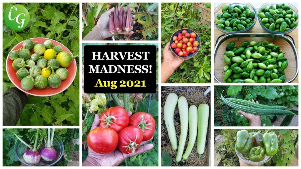 California Gardening: Vegetable & Fruits Harvest Madness! California Gardening Garden Tour, Harvests, Gardening Tips! Vegetable & Fruits Harvest Madness! California Gardening Garden Tour, Harvests, Gardening Tips!