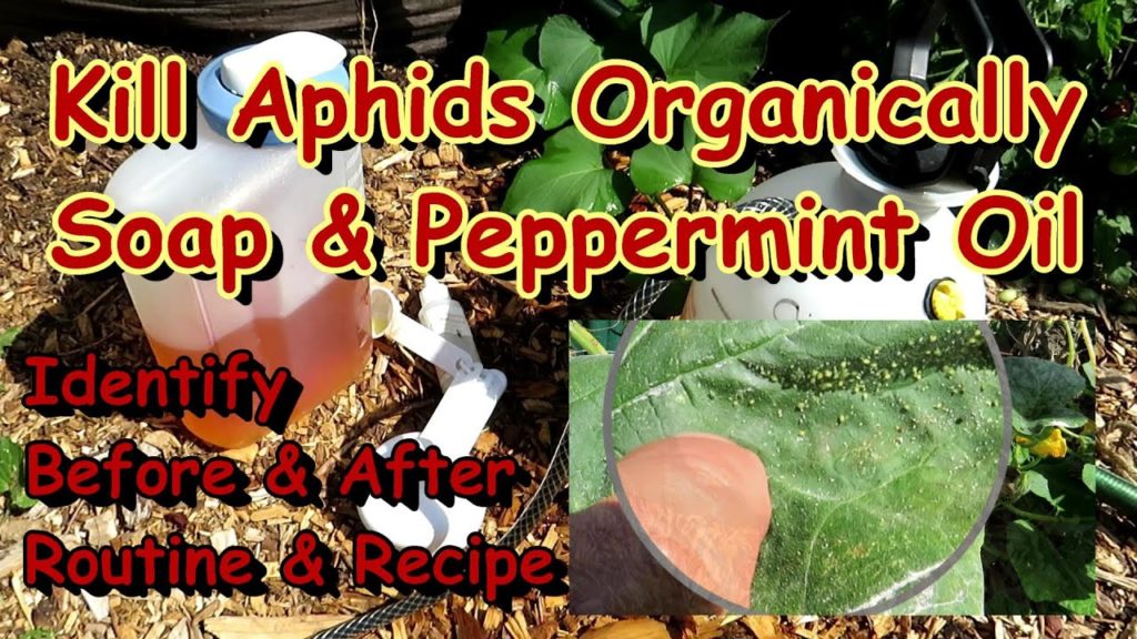 How to Treat Aphids on Any Garden Vegetable Plant with Soap & Peppermint Oil Spray: All the Steps!
