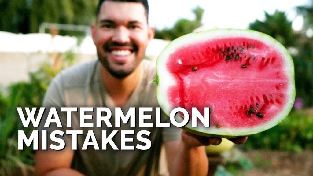 6 Watermelon Growing Mistakes To Avoid 🍉