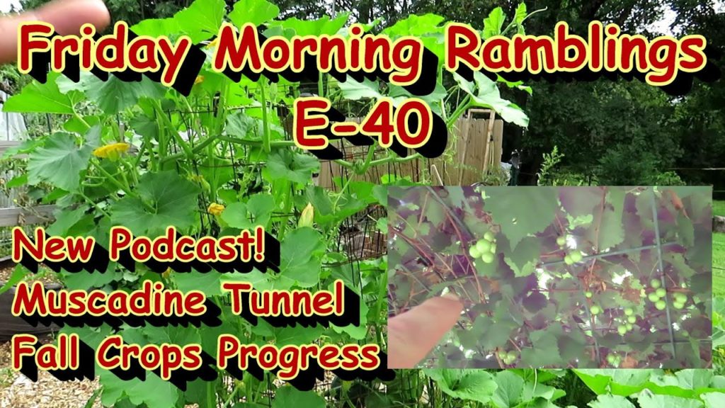My New Podcast, Ginger Growth, Fall Garden Progress, Muscadine Trellis: FM Gardening Ramblings E-40