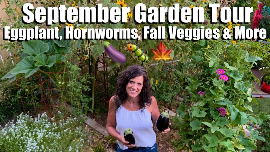 CaliKim: September Garden Tour – Eggplant Harvest, Tomato Hornworms (Ugh!), Making Space for Fall Veggies ๐๐๐ September Garden Tour - Eggplant Harvest, Tomato Hornworms (Ugh!), Making Space for Fall Veggies ๐๐๐