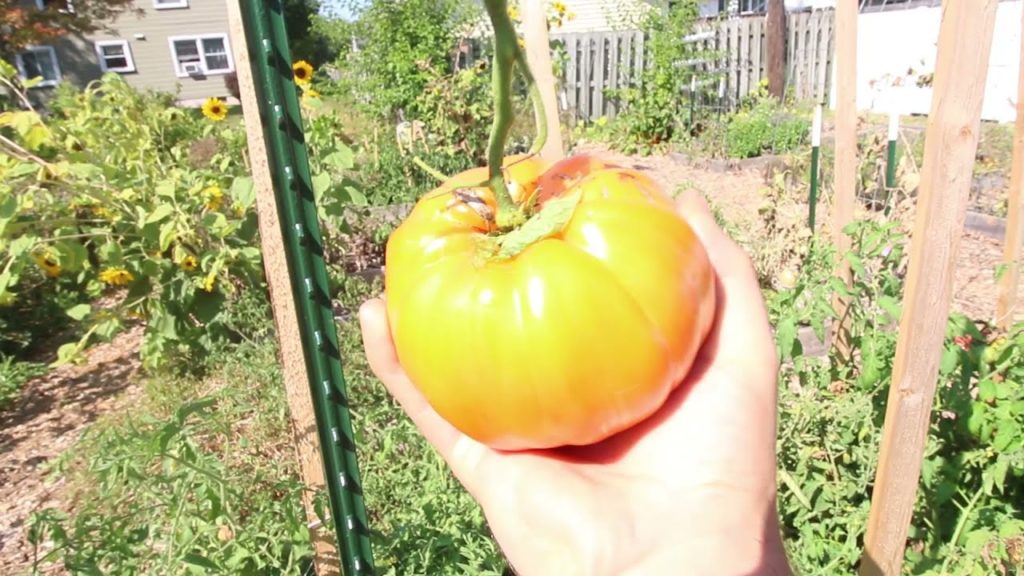 MIgardener: GIANT Late Summer Harvest From the Garden GIANT Late Summer Harvest From the Garden
