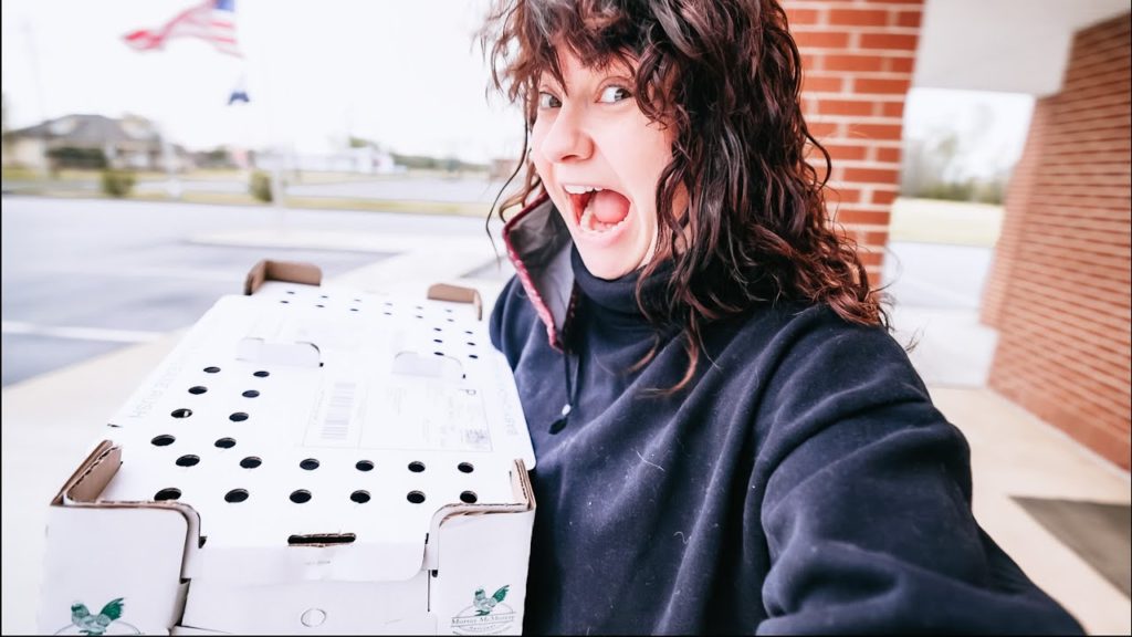 Roots and Refuge Farm: It's SPRINGTIME, Baby! (Baby Chips and Pretty Eggs) | VLOG It's SPRINGTIME, Baby! (Baby Chips and Pretty Eggs) | VLOG