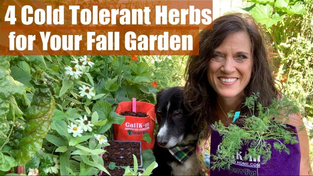 How to Plant 4 Cold Tolerant Herbs for Your Fall Garden / Fall Garden Series #3