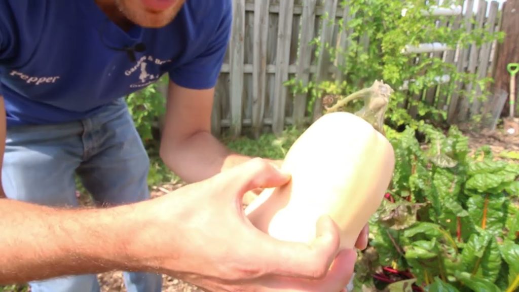 How to Tell When to Harvest Winter Squash