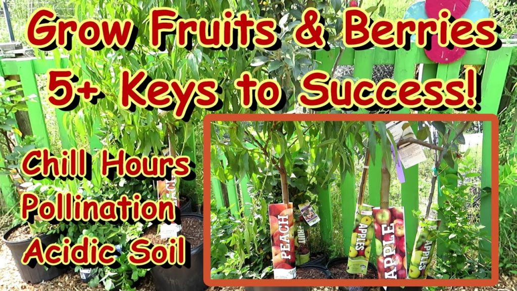 5 Things to Know & Consider Before Adding Blackberry, Blueberries, Figs & Fruit Trees to Your Garden