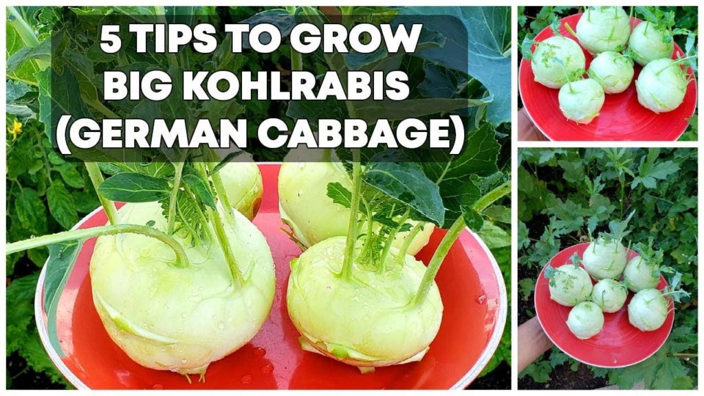 California Gardening: 5 Tips To Grow BIG Kohlrabis (German Cabbage) – Kohlrabi Growing Tips! 5 Tips To Grow BIG Kohlrabis (German Cabbage) - Kohlrabi Growing Tips!