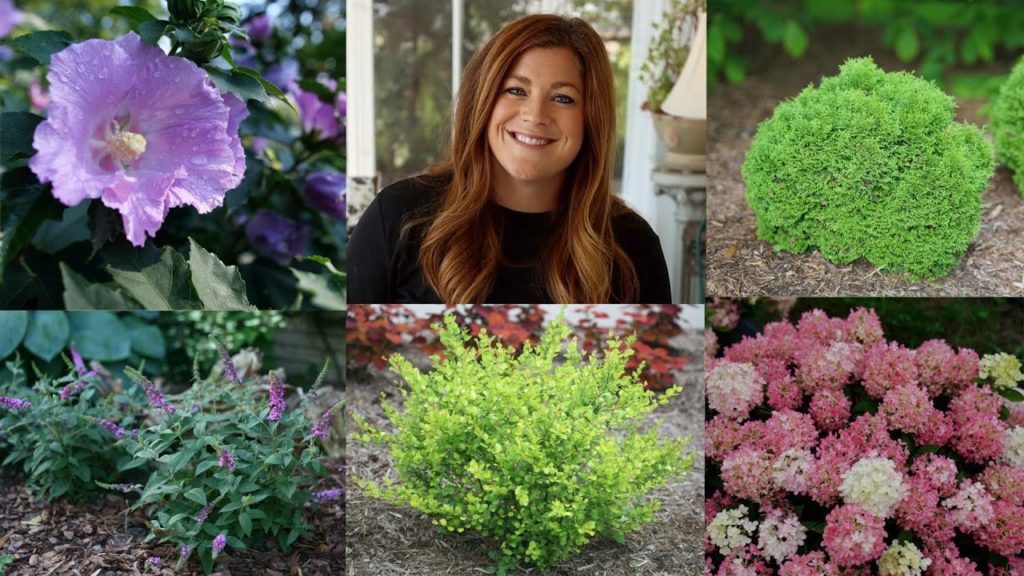 Garden Answer: 10 Small Shrubs that Will Fit In Any Garden! 🌿 // Garden Answer 10 Small Shrubs that Will Fit In Any Garden! 🌿 // Garden Answer