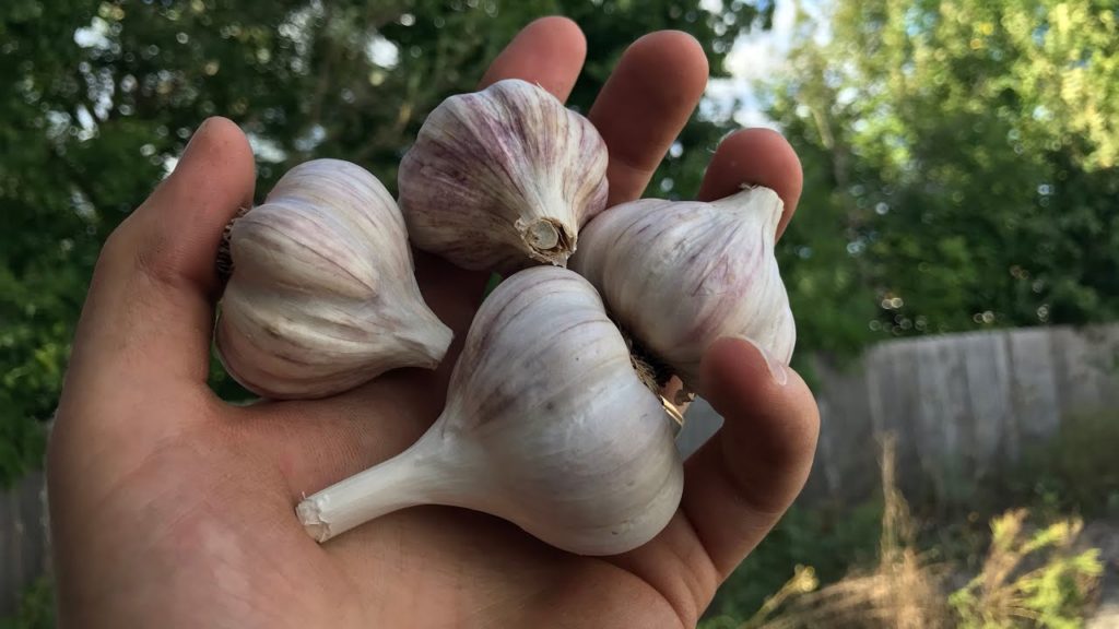 Seed Garlic Season at MIgardener! 🧄#shorts