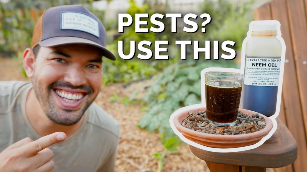 Epic Gardening: How to Use Neem Oil to Control Pests & Diseases How to Use Neem Oil to Control Pests & Diseases