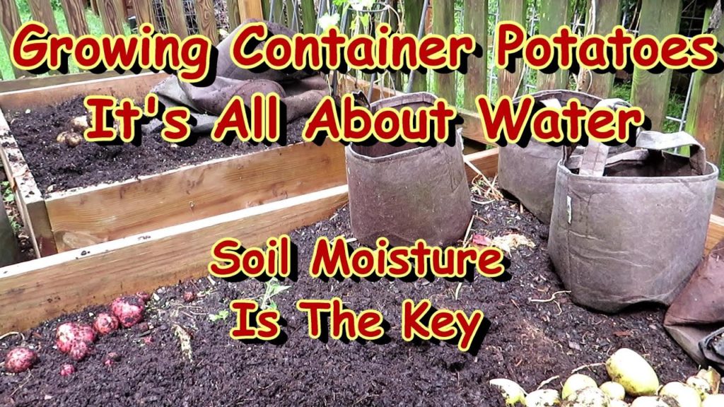 Gary Pilarchik: Growing Potatoes in Containers: Production is About Consistent Soil Moisture & Not Container Size Growing Potatoes in Containers: Production is About Consistent Soil Moisture & Not Container Size