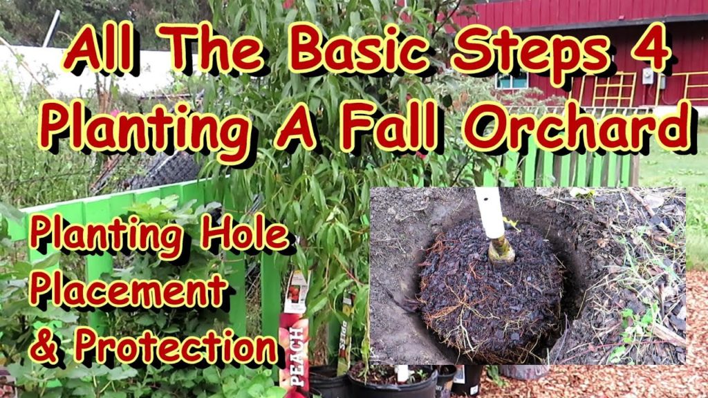 Gary Pilarchik: How to Add a Fruit Orchard to Your Vegetable Garden: Fall is For Planting Apples, Peaches, & Pears How to Add a Fruit Orchard to Your Vegetable Garden: Fall is For Planting Apples, Peaches, & Pears