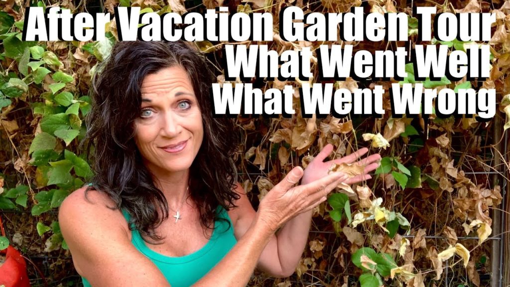CaliKim: After Vacation Garden Tour – First Look at Garden In 2 Weeks – What Went Well, What Went Wrong After Vacation Garden Tour - First Look at Garden In 2 Weeks - What Went Well, What Went Wrong