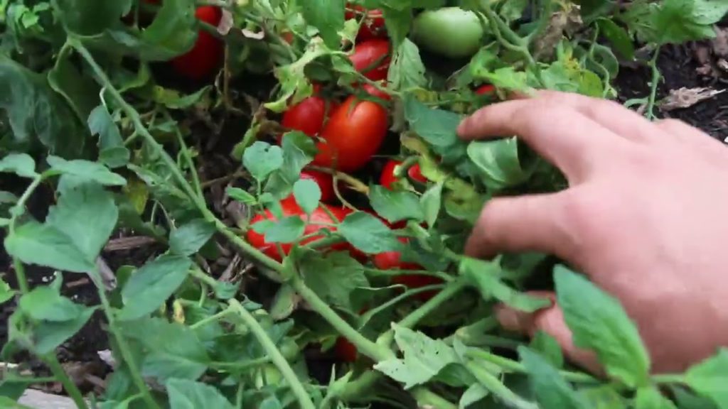 Record Tomato Harvest From Just 20 Square Feet!