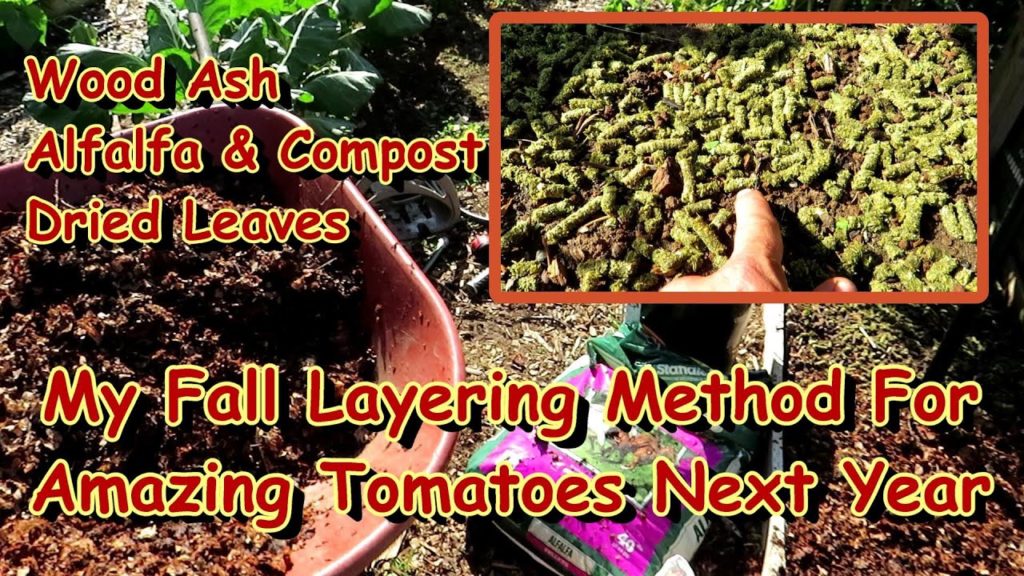 Gary Pilarchik: How to Prepare Tomato Beds For Fall/Winter & Can I Compost Diseased Leaves: Wood Ash, Alfalfa & More How to Prepare Tomato Beds For Fall/Winter & Can I Compost Diseased Leaves: Wood Ash, Alfalfa & More