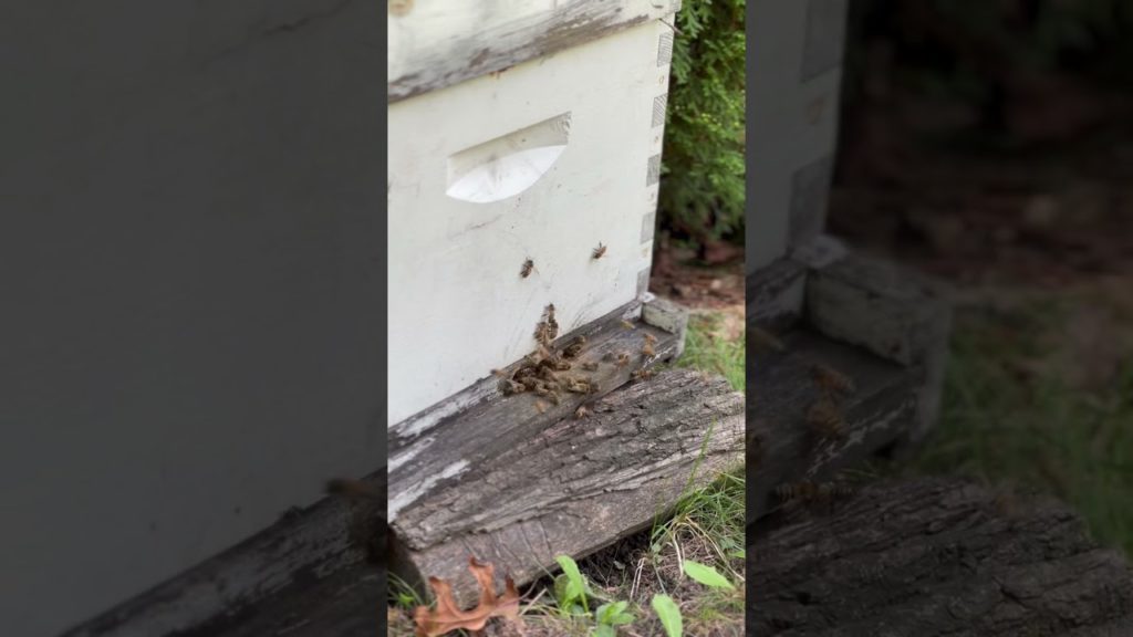 The Fall Honey Run is On