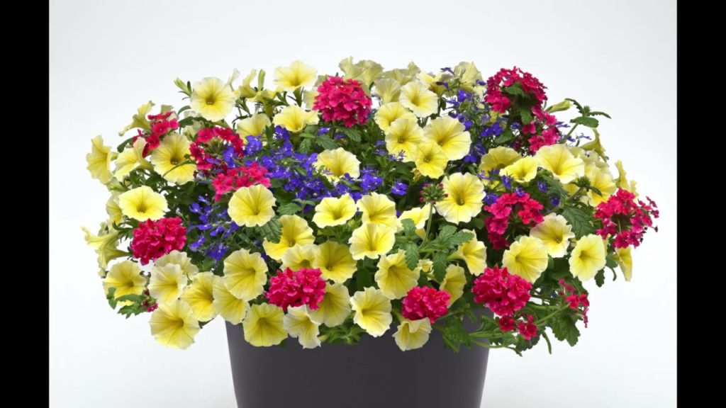 AAS Winner Petunia Bee's Knees Performs Fantastic Across North America!