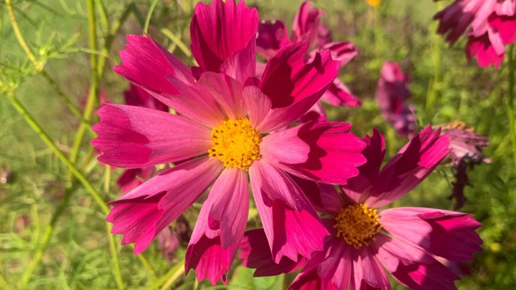 PUTTING THE SUMMER GARDEN TO BED