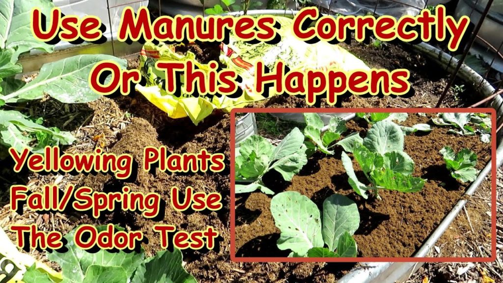 Manures Can Be Harmful When Not fully Composted & How to Use Manures Correctly in the Fall & Spring