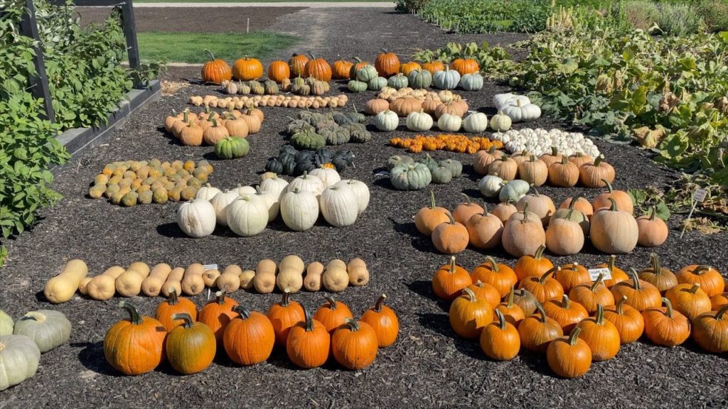 Pumpkin & Squash Harvest! 🎃🙌🧡 // Garden Answer