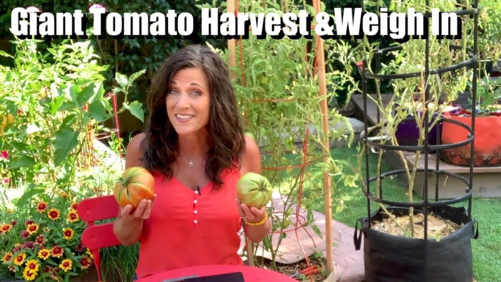 CaliKim: Giant Tomato Harvest & Weigh In 🍅 Giant Tomato Harvest & Weigh In 🍅