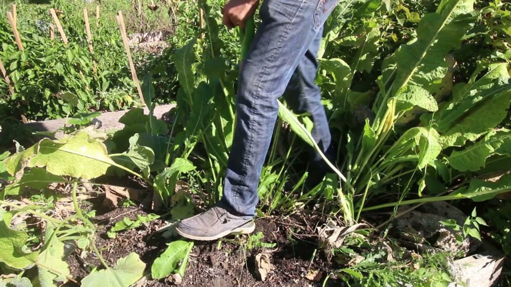 How to Harvest Horseradish