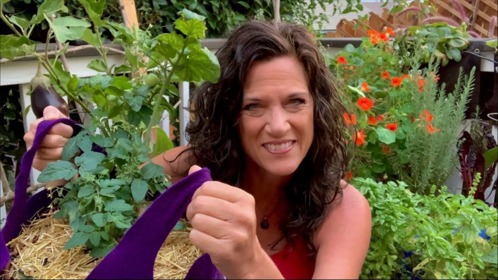 CaliKim: 🍅LIVE: Tips to Bring Outdoor Plants Indoors for Winter 🍅LIVE: Tips to Bring Outdoor Plants Indoors for Winter