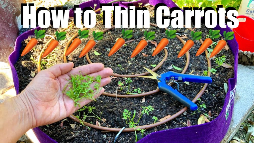 How to Thin Carrots for More Harvests / Fall Garden Series #5 🥕