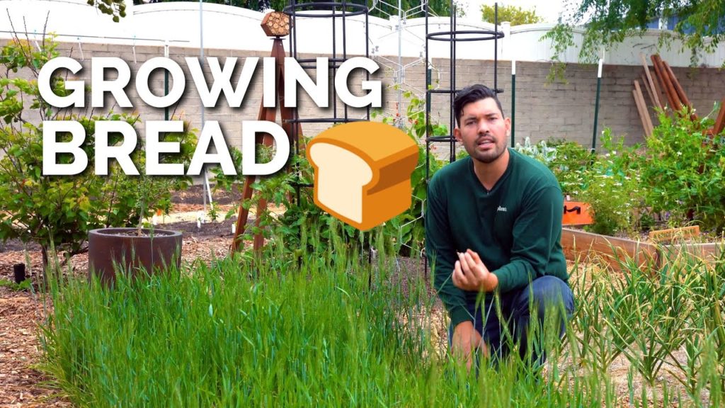 Epic Gardening: How to Grow Wheat | Seed to Harvest How to Grow Wheat | Seed to Harvest