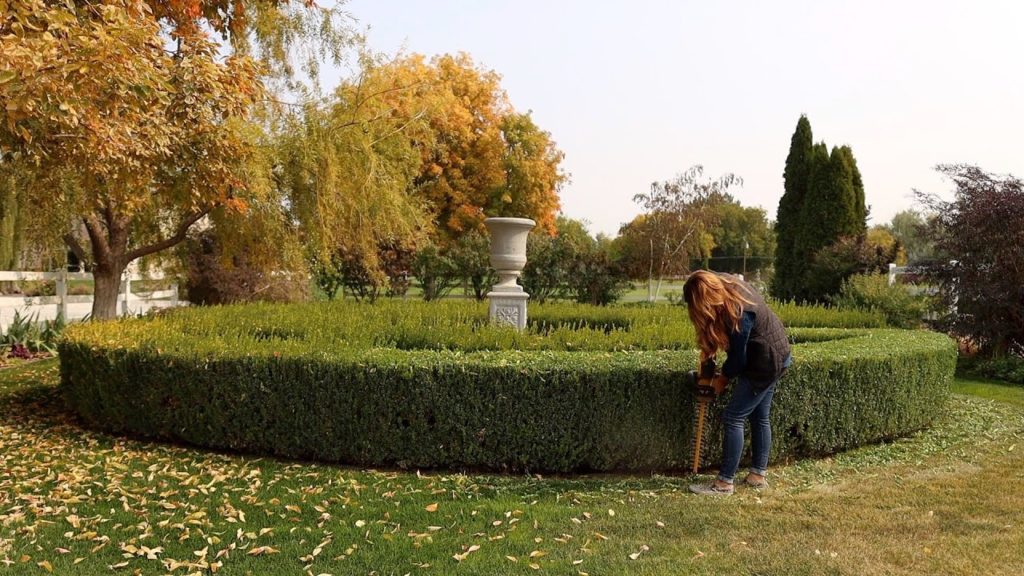 Garden Answer: Trimming our Boxwoods! ✂️🌳✂️ // Garden Answer Trimming our Boxwoods! ✂️🌳✂️ // Garden Answer
