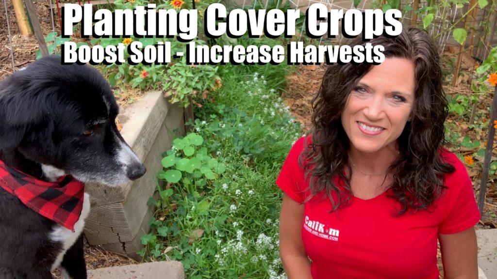 Planting Cover Crops - Boost Soil & Increase Harvest for Next Spring's Garden/Feeding Your Garden #1