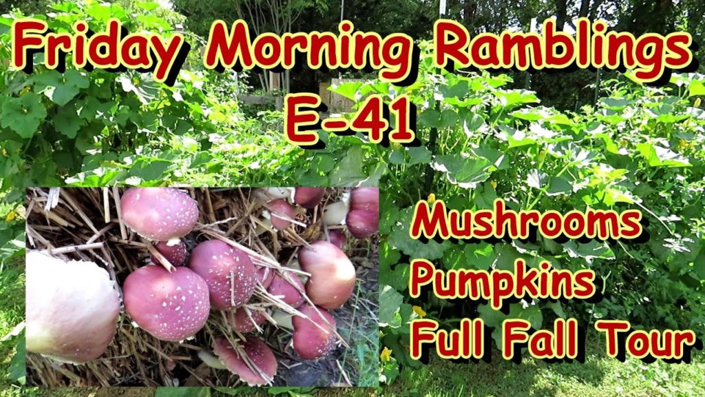Full Fall Garden Tips & Tour - Mushrooms, Pumpkins, Compost, Cool Crops: FM Gardening Ramblings E-41