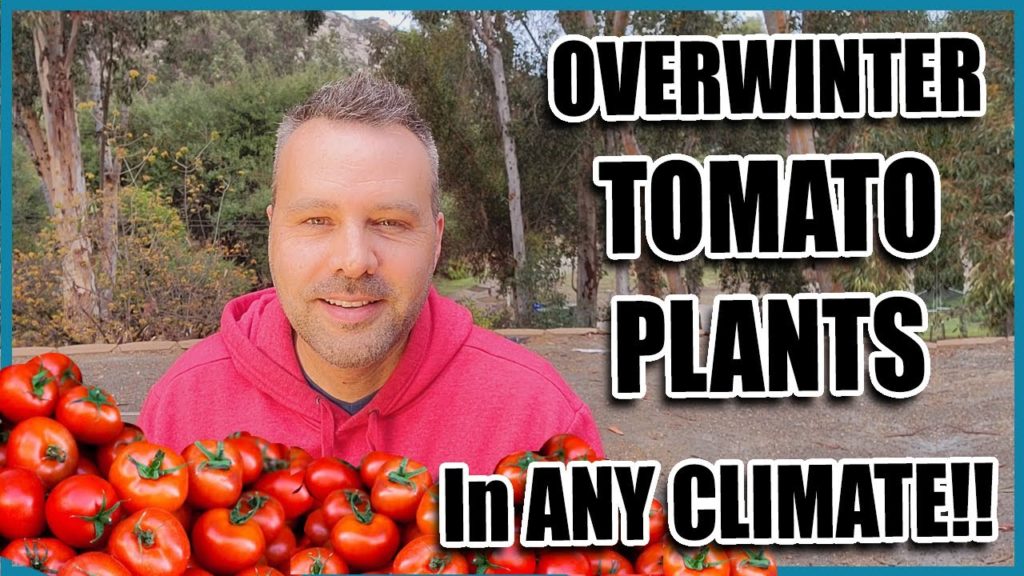 How to Over Winter TOMATOES
