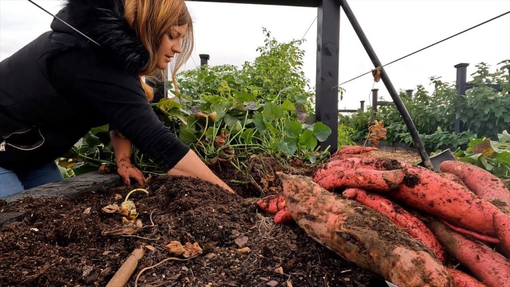 Garden Answer: Project Updates, Amazing Sweet Potato/Ornamental Corn Harvest & Tree Pruning! 🙌🌳🌽 // Garden Answer Project Updates, Amazing Sweet Potato/Ornamental Corn Harvest & Tree Pruning! 🙌🌳🌽 // Garden Answer