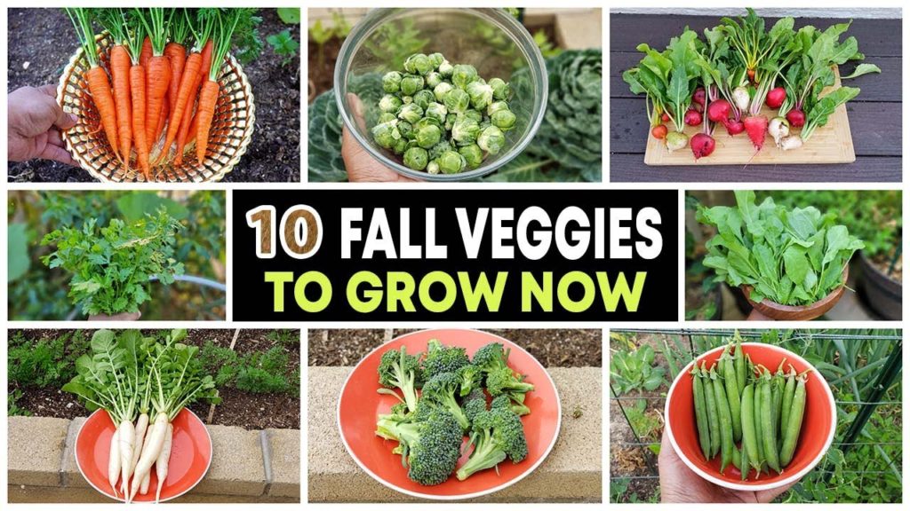 Top 10 Vegetables to grow in Fall & through Winter