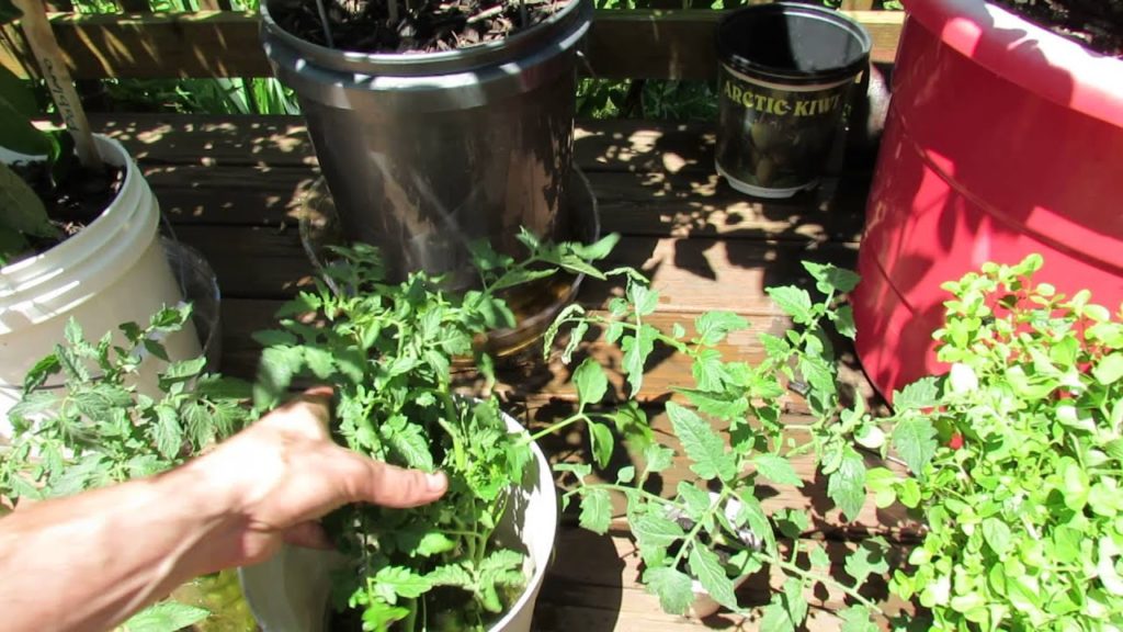 Update: Cloning Tomatoes and Rooting Suckers: Ready for Planting! - The Rusted Garden 2013