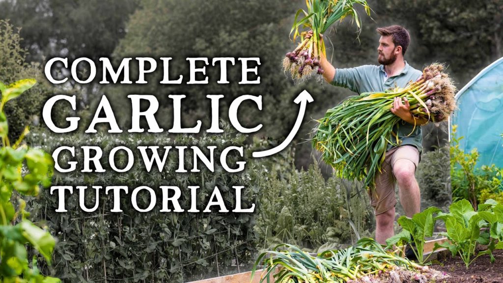 Huw Richards: How to Grow Garlic | Simple Steps for HUGE Yields How to Grow Garlic | Simple Steps for HUGE Yields