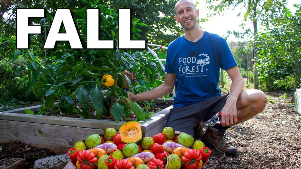 Late October Garden Harvest and Tour 👨‍🌾