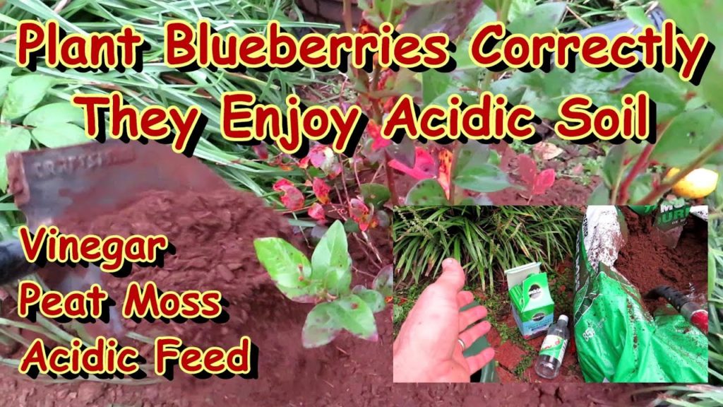 Gary Pilarchik: How to Fall Plant & Save Struggling Blueberry Bushes: 3 Ways to Increase Soil Acidity & Fertilizing How to Fall Plant & Save Struggling Blueberry Bushes: 3 Ways to Increase Soil Acidity & Fertilizing
